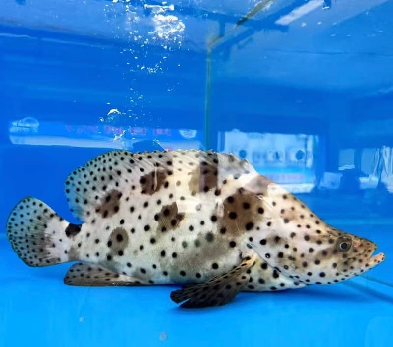老鼠斑