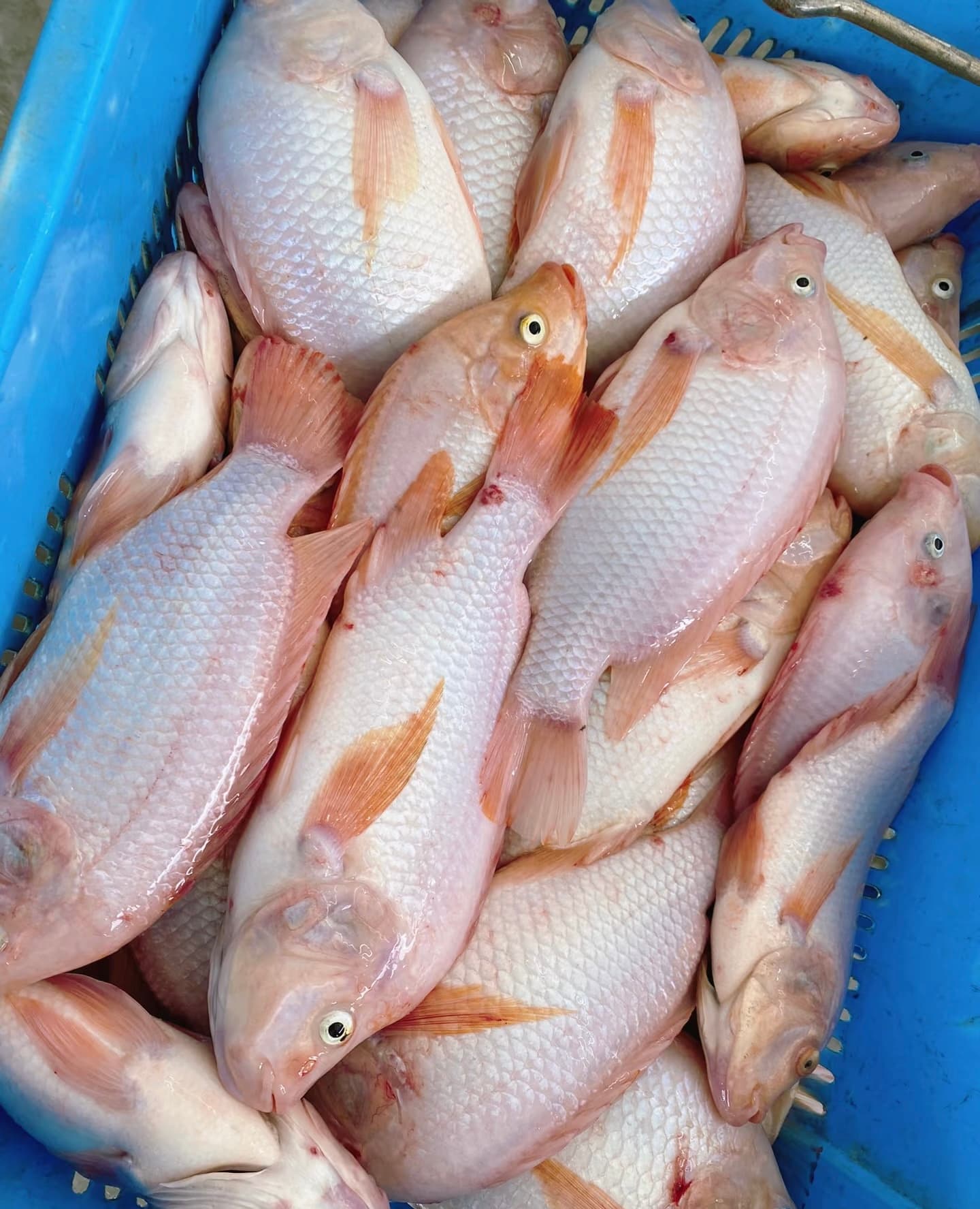 尼罗红