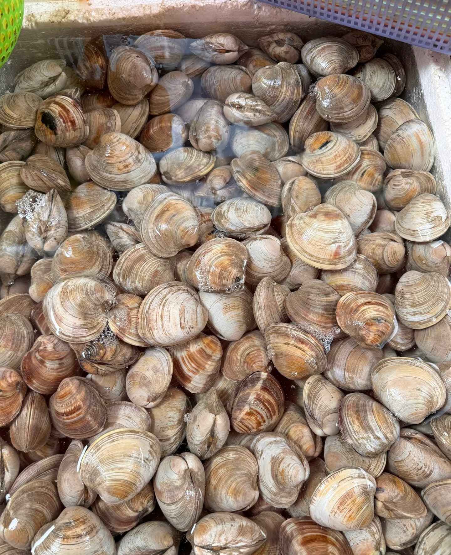 越南蚌