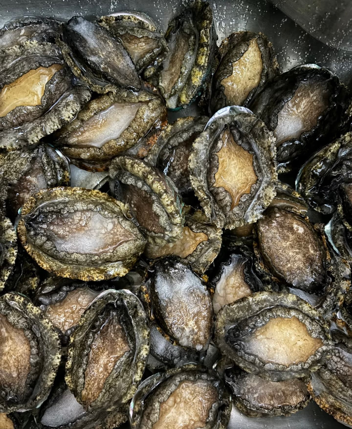 南非鲍鱼